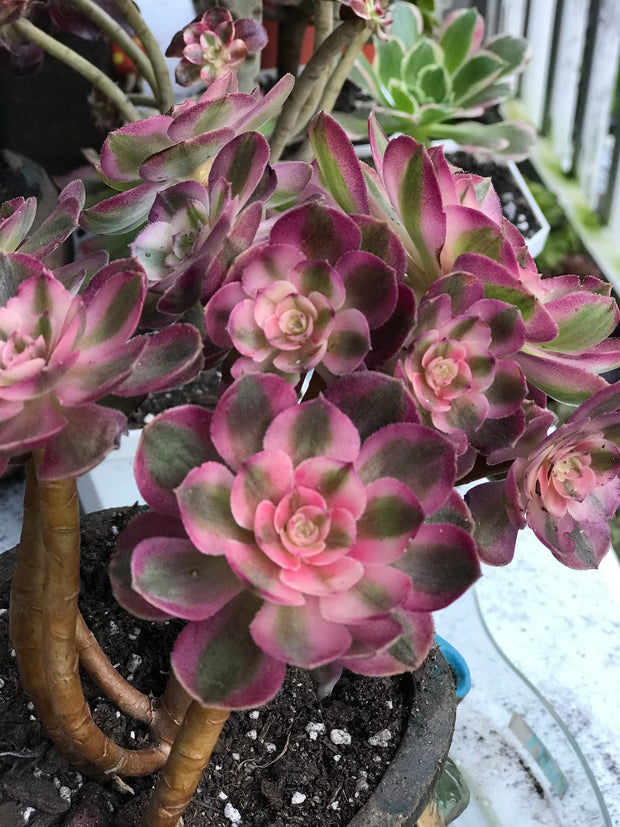 Aeonium Allure cluster. Photos taken 10-10-23. Rare Aeonium