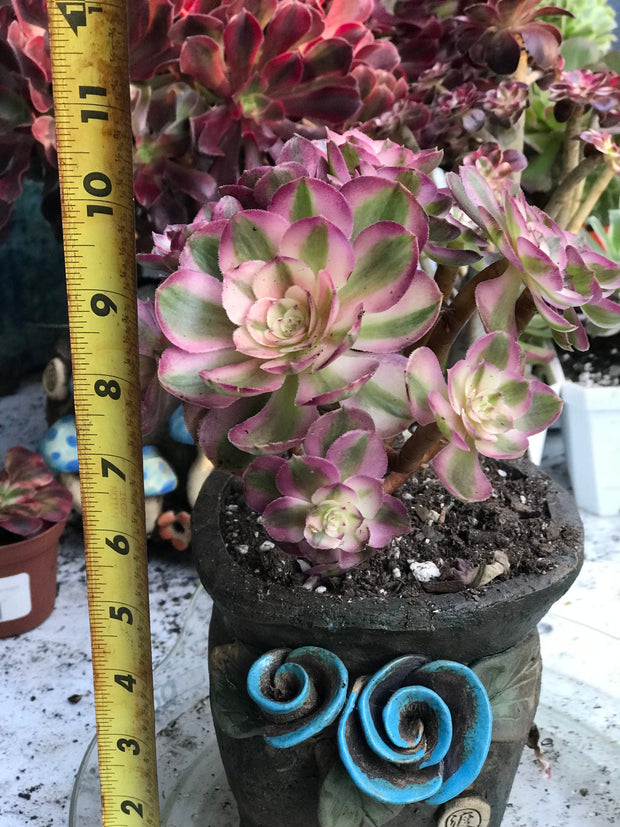 Aeonium Allure cluster. Photos taken 10-10-23. Rare Aeonium