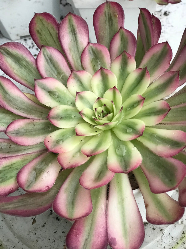 Aeonium Pure Moon Light. Photos taken 10-12-23. Rare Aeonium