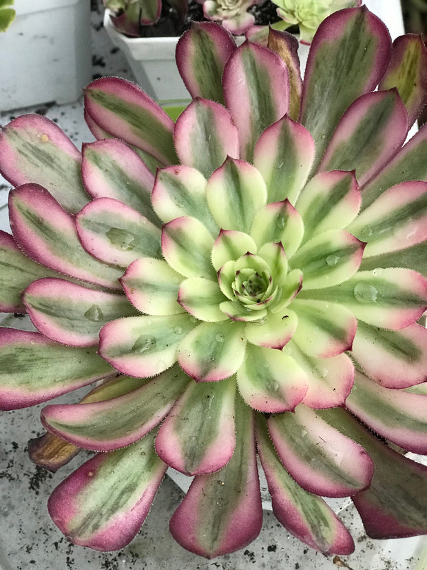 Aeonium Pure Moon Light. Photos taken 10-12-23. Rare Aeonium