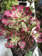 Aeonium Pink Witch  cluster tree. Photos taken 10-13-23. Rare Aeonium