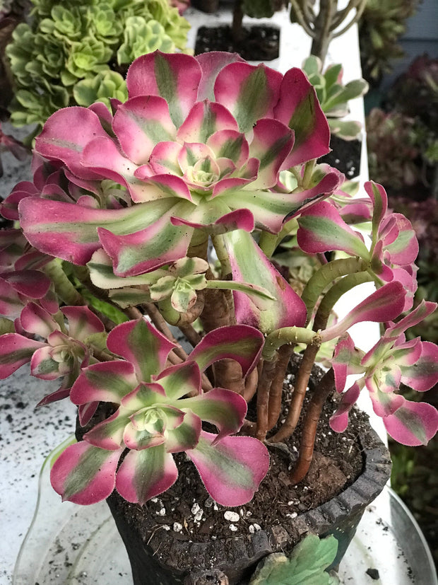 Aeonium Pink Witch  cluster tree. Photos taken 10-13-23. Rare Aeonium