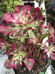 Aeonium Pink Witch  cluster tree. Photos taken 10-13-23. Rare Aeonium