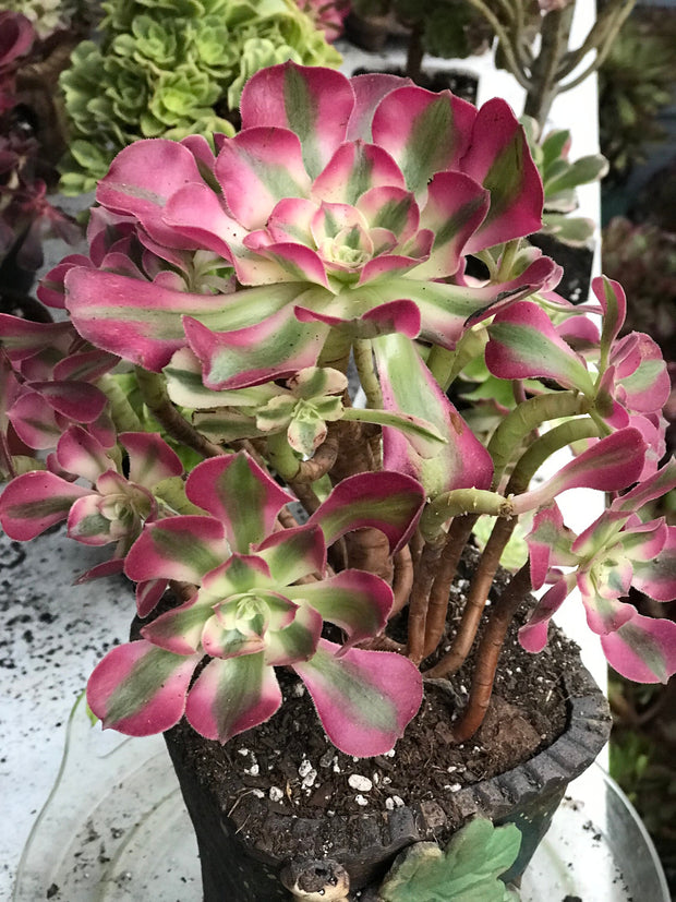 Aeonium Pink Witch  cluster tree. Photos taken 10-13-23. Rare Aeonium