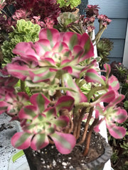 Aeonium Pink Witch  cluster tree. Photos taken 10-13-23. Rare Aeonium