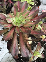 Aeonium Tong Yan cluster. Photos taken from 10-13-23. Rare Aeonium