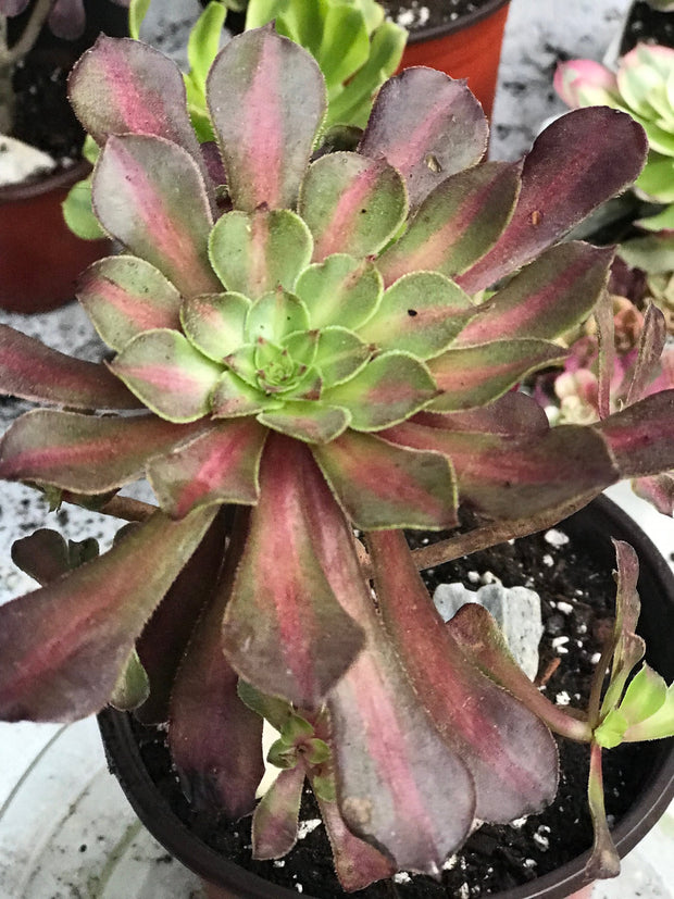 Aeonium Tong Yan cluster. Photos taken from 10-13-23. Rare Aeonium