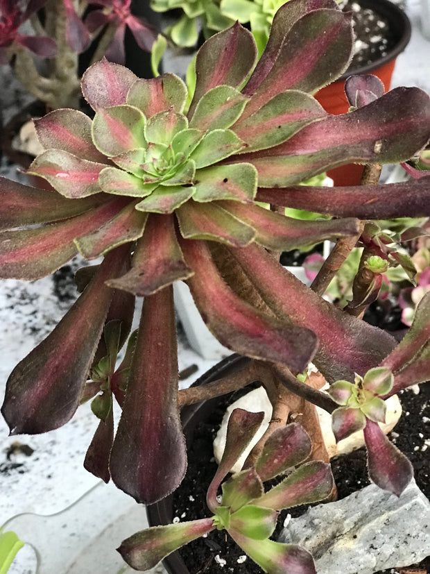 Aeonium Tong Yan cluster. Photos taken from 10-13-23. Rare Aeonium