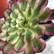 Aeonium Pure Moonlight. Photos taken 10-15-23. Rare Aeonium