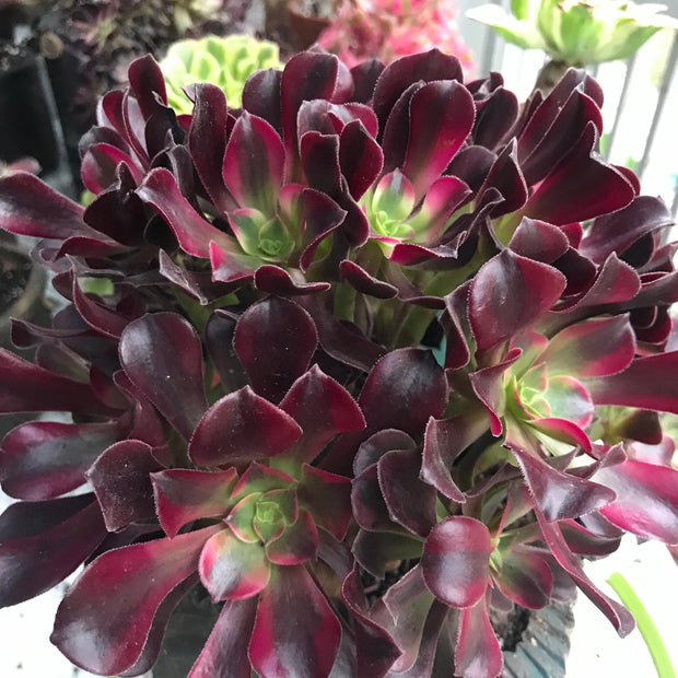 Aeonium Medusa cluster tree. Photos taken 10-16-23. Rare Aeonium