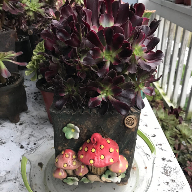 Aeonium Medusa cluster tree. Photos taken 10-16-23. Rare Aeonium