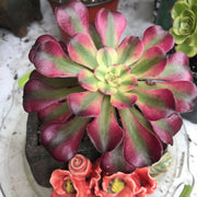 Aeonium Hongyan.  Photos taken 10-16-23. Rare Aeonium