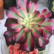 Aeonium Hongyan.  Photos taken 10-16-23. Rare Aeonium