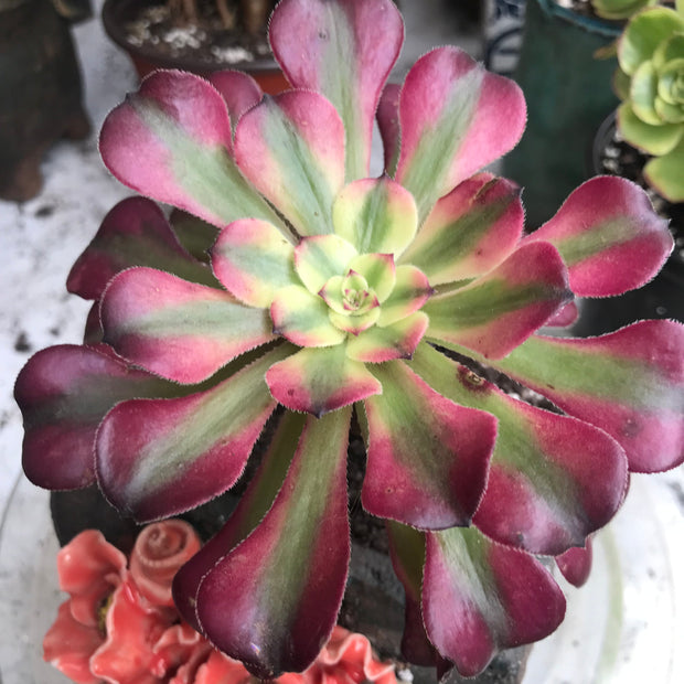 Aeonium Hongyan.  Photos taken 10-16-23. Rare Aeonium