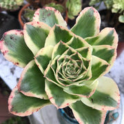 Aeonium Zeus with thick mature stem.  Photos taken 10-16-23. Rare Aeonium