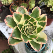 Aeonium Zeus with thick mature stem.  Photos taken 10-16-23. Rare Aeonium