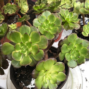 Aeonium Fireworks cluster. Photos taken 10-16-23. Rare Aeonium