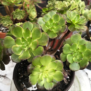 Aeonium Fireworks cluster. Photos taken 10-16-23. Rare Aeonium