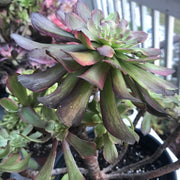 Aeonium Pink Daisy Poker Face 3 year old huge cluster tree. Photos taken 10-17-23. Rare Aeonium