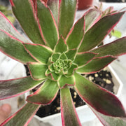 Aeonium Fire cracker cluster. Photos taken 10-17-23. Rare Aeonium