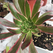 Aeonium Fire cracker cluster. Photos taken 10-17-23. Rare Aeonium