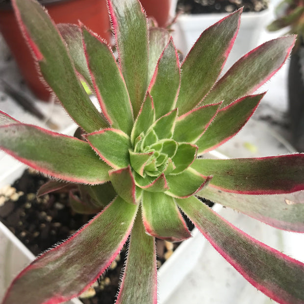 Aeonium Fire cracker cluster. Photos taken 10-17-23. Rare Aeonium