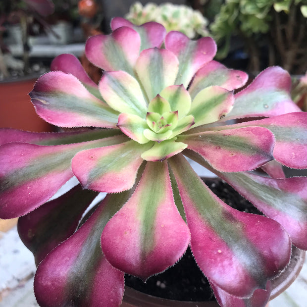 Aeonium Moon bell. Photos taken 10-18-23. Rare Aeonium