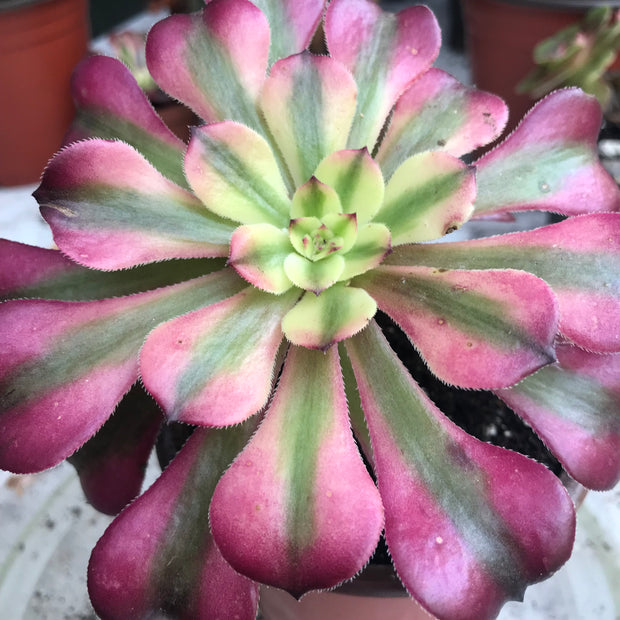 Aeonium Moon bell. Photos taken 10-18-23. Rare Aeonium