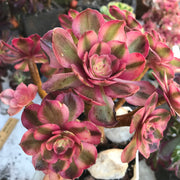 Variegated rare succulent. Aeonium Allure  cluster tree. Photos taken 10-19-23. Rare Aeonium