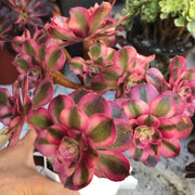 Variegated rare succulent. Aeonium Allure  cluster tree. Photos taken 10-19-23. Rare Aeonium