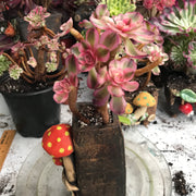 Variegated rare succulent. Aeonium Allure cluster. Great deal. New mark down. Photos taken 10-20-23. Rare Aeonium