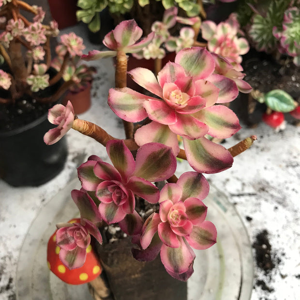 Variegated rare succulent. Aeonium Allure cluster. Great deal. New mark down. Photos taken 10-20-23. Rare Aeonium